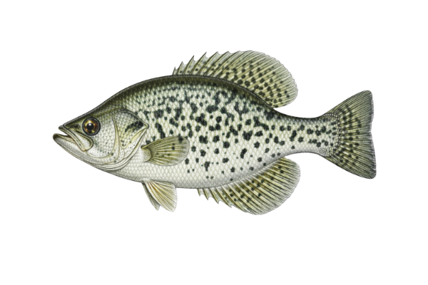 Black Crappie