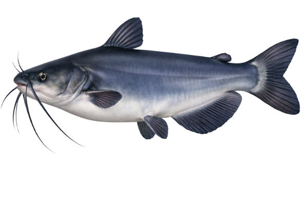 Blue Catfish