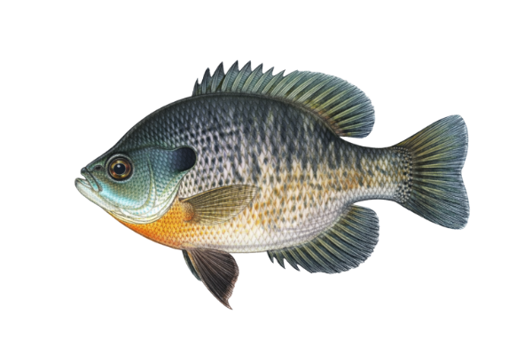 Bluegill