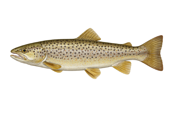 Brown Trout
