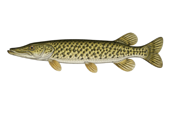 Chain Pickerel