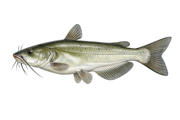 Channel Catfish
