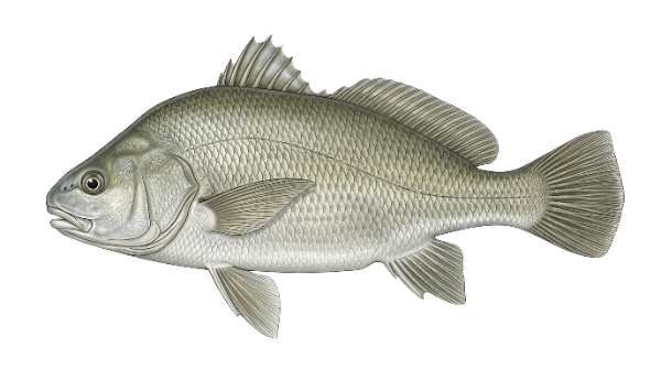 Freshwater Drum