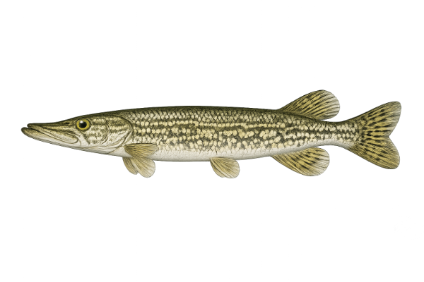 Grass Pickerel