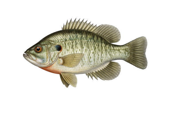 Green Sunfish