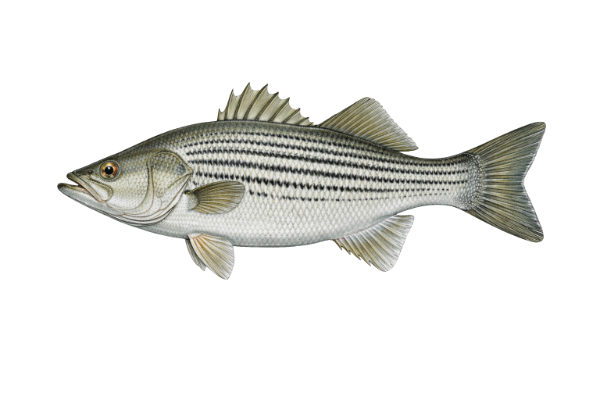Hybrid Striped Bass