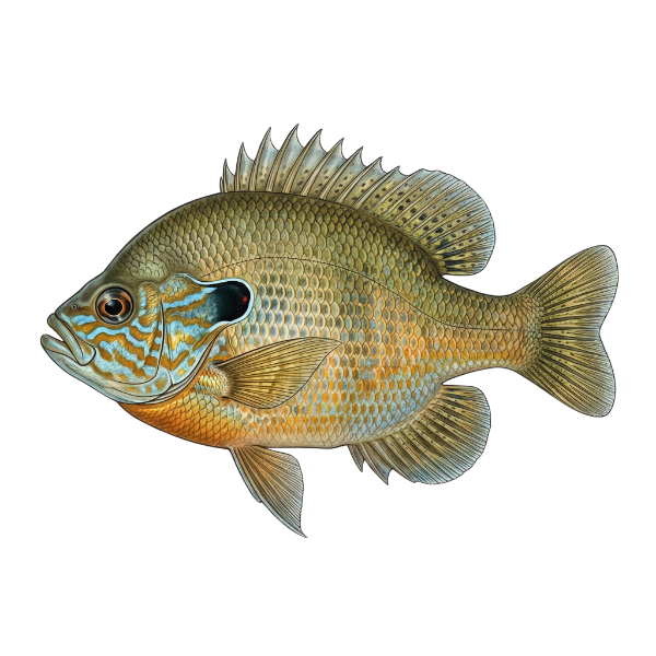 Longear Sunfish