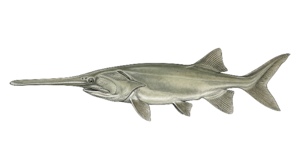 Paddlefish
