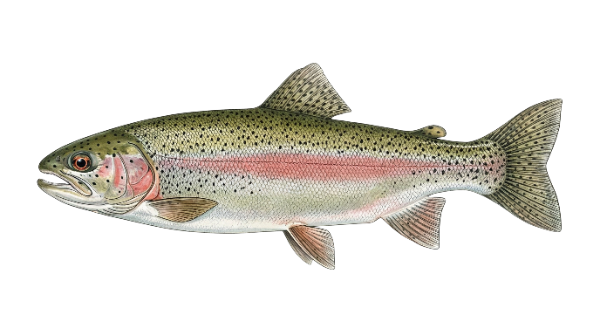Rainbow Trout