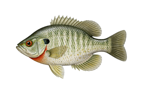 Redear Sunfish