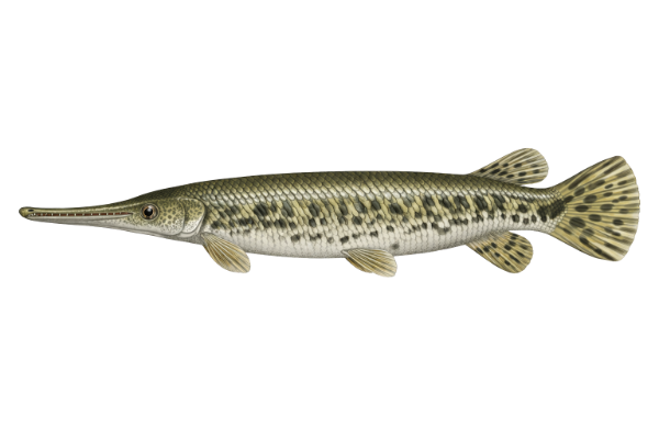 Spotted Gar