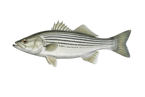 Striped Bass