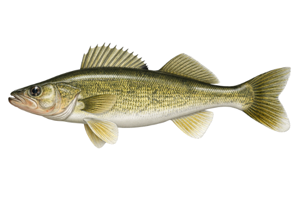 Walleye