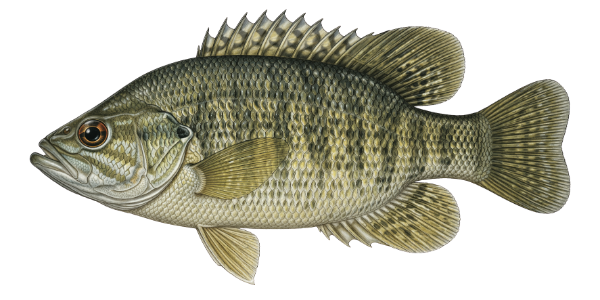 Warmouth