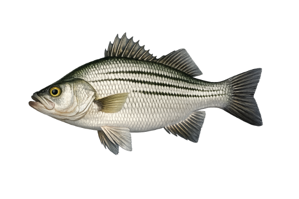 White Bass