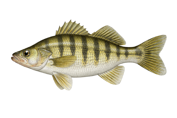 Yellow Bass